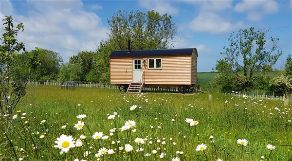 shepherd's hut in oxeye daisies